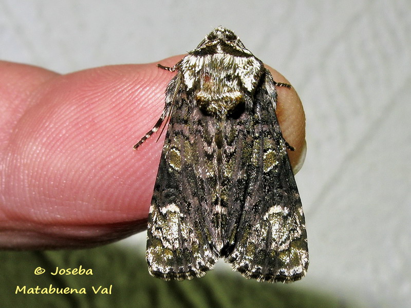 Craniophora ligustri - Noctuidae